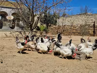 Chickens — foto 1
