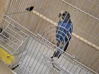 Dalğalı tutuquşu və qəfəs dəsti - Növ: dalğalı tutuquşu (budgerigar) — фото 5