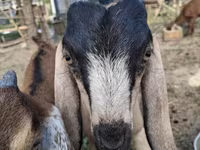Ziege, Nubian Goat — Foto 1