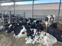 Kuh, Holstein-Rasse — Foto 2