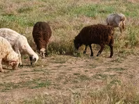 公羊, Edilbay sheep — 照片 2