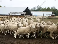 Qoʻchqor, Dorper sheep — 7-rasm