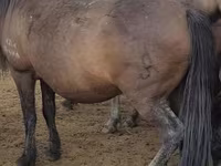 母马, Horses — 照片 4