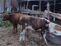 Bulle, Simmental cattle — Foto 2
