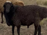 كبش, Kazakh fat-tailed coarsewool sheep — الصورة 1