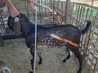 Ziegenbock, Beetal goats — Foto 1