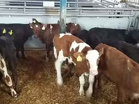 सांड, Simmental cattle — फ़ोटो 3