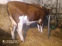 Kuh, Simmental cattle — Foto 8
