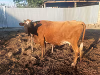 Cow, Cattle — photo 3