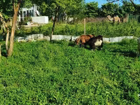 Echki, Saanen goat — 3-rasm