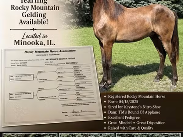At, Rocky Mountain Horse