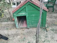 İt yuvası satılır - Material: taxtadan hazırlanmış, möhkəm karkas - — Foto 2