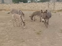 خيول (دفعة، الجنس غير محدد), الخيول — الصورة 1