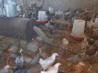 Chickens — Foto 3
