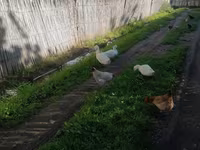 Ducks — الصورة 5