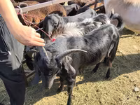 公山羊, Beetal goats — 照片 4