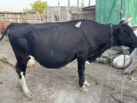 Kuh, Russian Black pied cattle — Foto 4