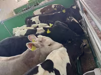 ثور, Russian Black pied cattle — الصورة 2