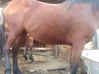 Madyan, Atlar — foto 3