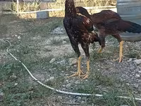 Chickens — फ़ोटो 1
