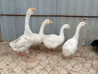 Geese — الصورة 2