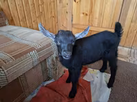 公山羊, Kamori goats — 照片 4