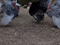 Turkeys — Foto 1