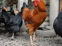 Chickens — foto 1