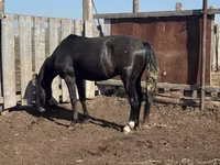 Caballo, Caballos — foto 2