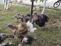 Turkeys — 2-rasm