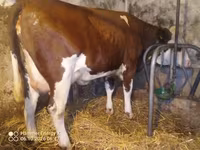 Kuh, Simmental cattle — Foto 1