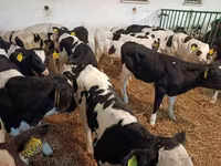 Toro, Raza Holstein — foto 5