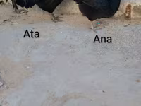 ऑस्ट्रेलॉर्प — फ़ोटो 2