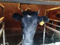 母牛, Cattle — 照片 3