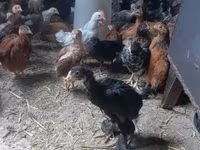 Brahma — Foto 3
