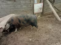 Boar, Pigs — photo 3