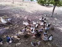 Deutscher Pekin — Foto 7