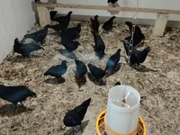 Ayam Cemani — Foto 2