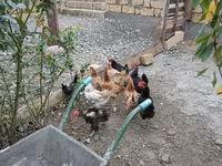 Chickens — Foto 3