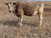 Sigir, Latvian Blue cattle — 4-rasm