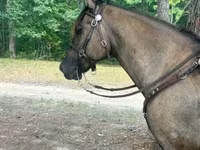حصان, Rocky Mountain Horse — الصورة 6