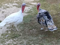 Turkeys — photo 2