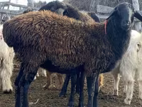 Schaf, Edilbay sheep — Foto 2