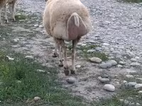 公羊, Sheep — 照片 1
