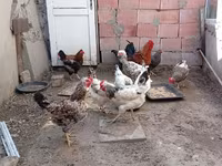 Chickens — الصورة 2