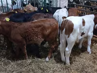 Bulle, Simmental cattle — Foto 3