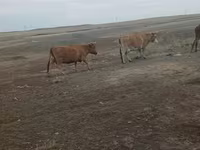 Kuh, Simmental cattle — Foto 3