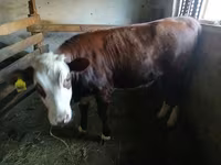 Сиыр, Simmental cattle — 2-сурет