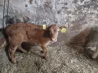 Bulle, Simmental cattle — Foto 1