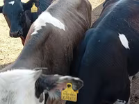 Buğa, Russian Black pied cattle — foto 1